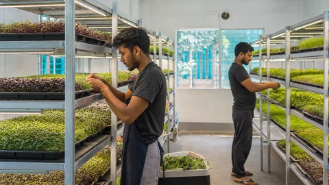 Organised microgreens nursery and production workflow